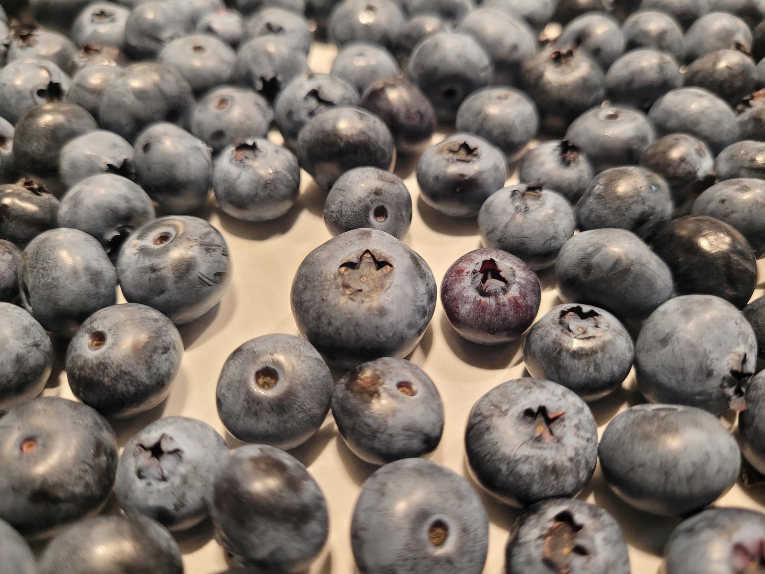 Fresh-picked blueberries have great potential for sweet and delicious treats.